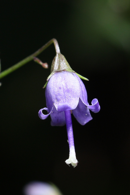 Campanula divaricata