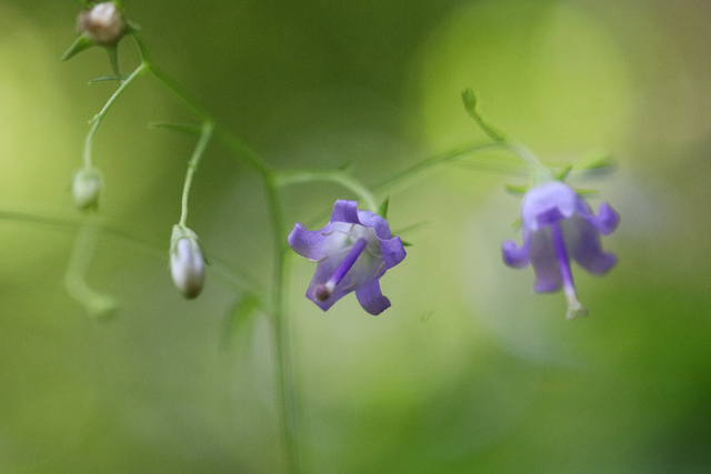 Campanula divaricata