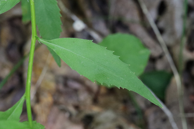 Campanula divaricata - leaves