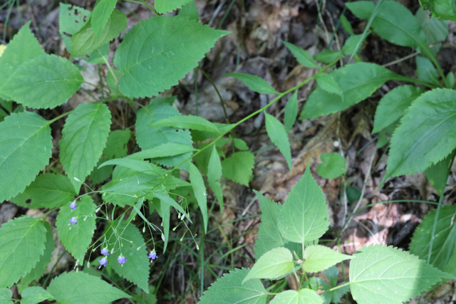 Campanula divaricata - plant