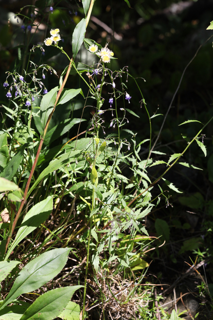 Campanula divaricata - plant