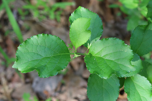 Celastrus orbiculatus - leaves