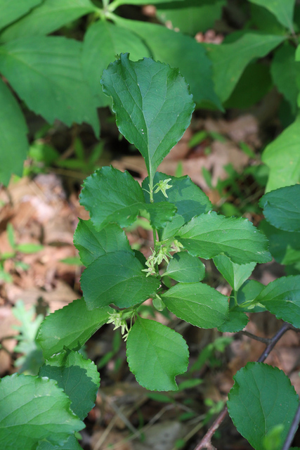 Celastrus orbiculatus - plant