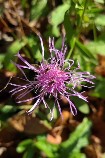Centaurea nigrescens