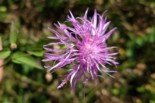 Centaurea nigrescens