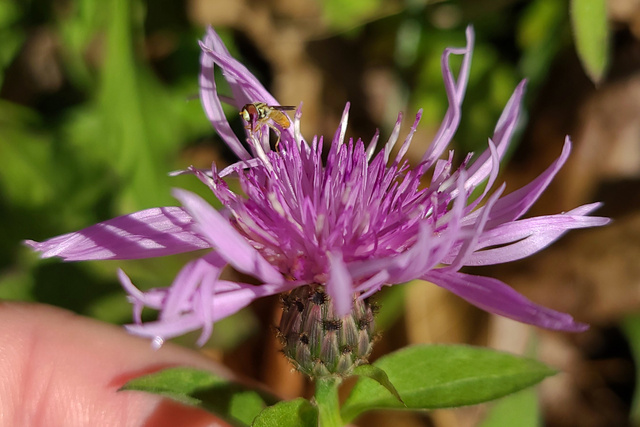 Centaurea nigrescens
