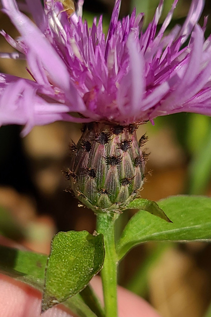 Centaurea nigrescens - involucral bracts
