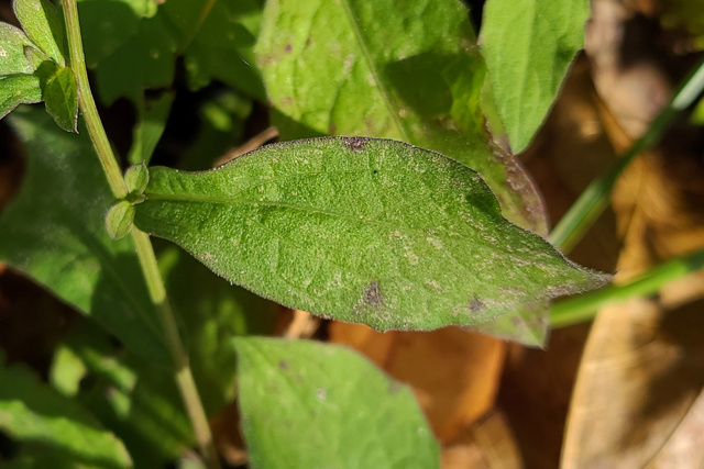 Centaurea nigrescens - leaves
