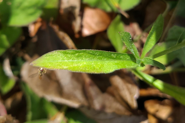 Centaurea nigrescens - leaves