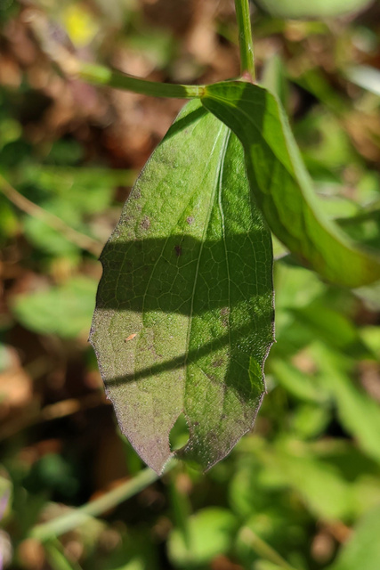 Centaurea nigrescens - leaves