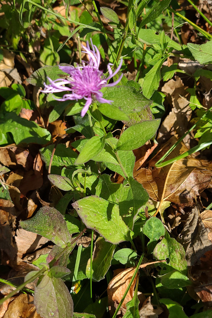 Centaurea nigrescens - plant