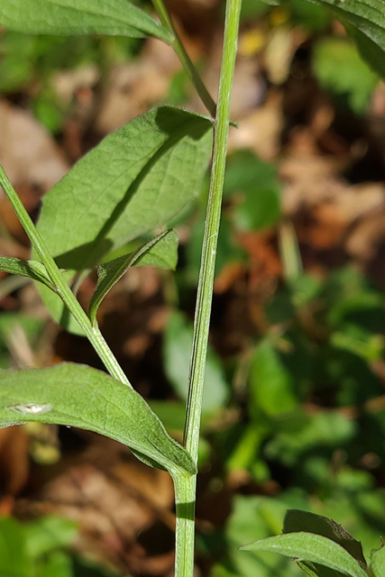 Centaurea nigrescens - stem