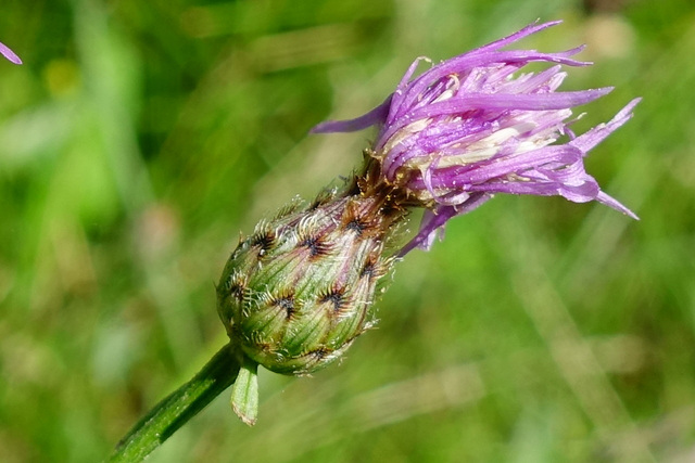 Centaurea stoebe