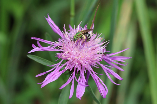 Centaurea x moncktonii