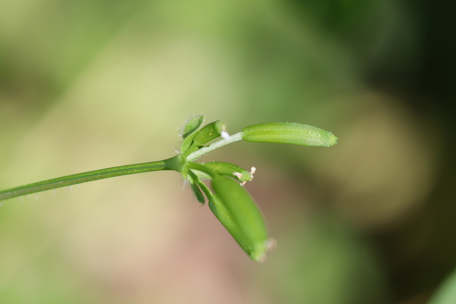Chaerophyllum procumbens - fruit