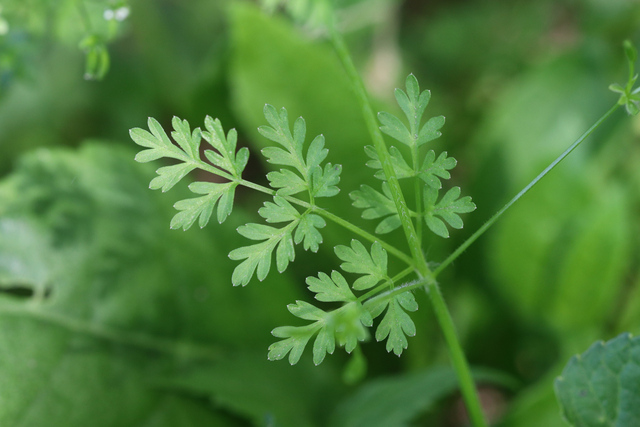 Chaerophyllum procumbens - leaves