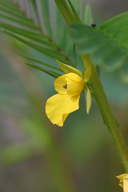 Chamaecrista nictitans