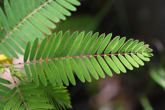 Chamaecrista nictitans - leaves