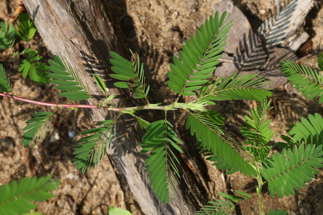 Chamaecrista nictitans - leaves