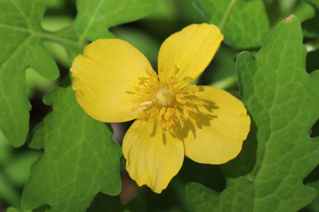 Chelidonium diphyllum