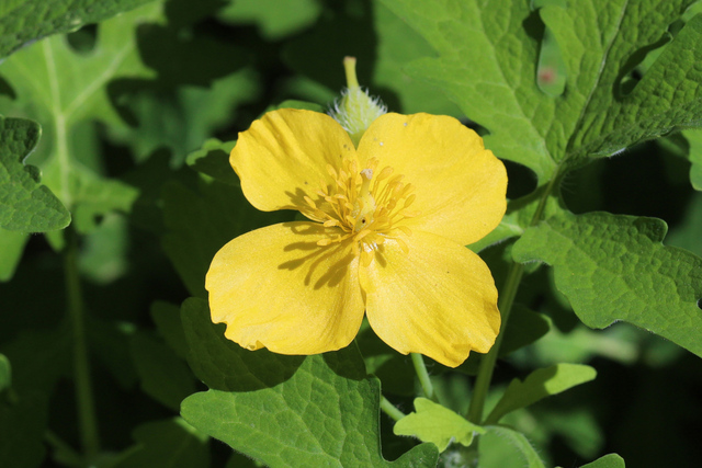 Chelidonium diphyllum