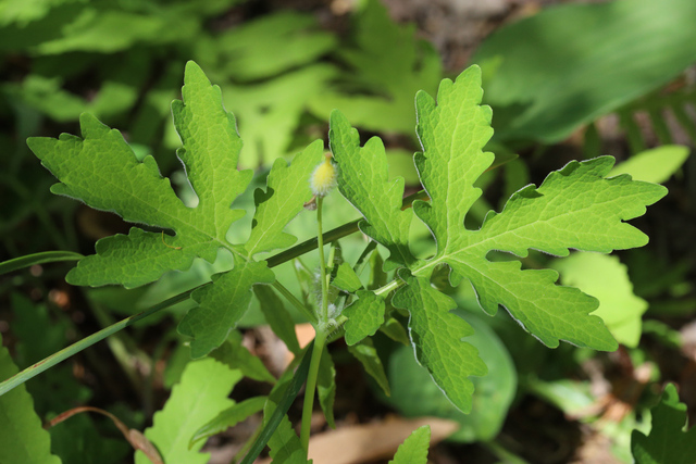 Chelidonium diphyllum - leaves