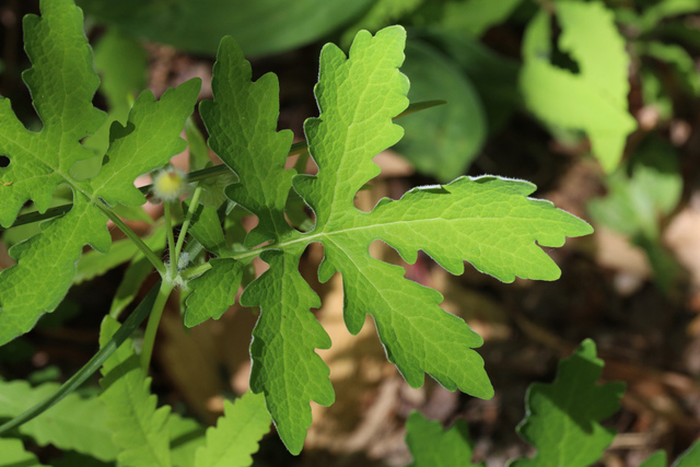 Chelidonium diphyllum - leaves