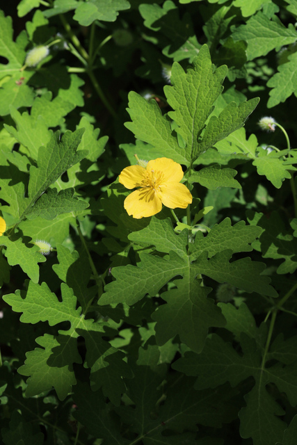 Chelidonium diphyllum - plant