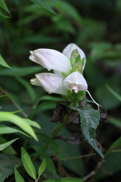 Chelone glabra