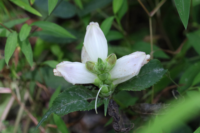 Chelone glabra