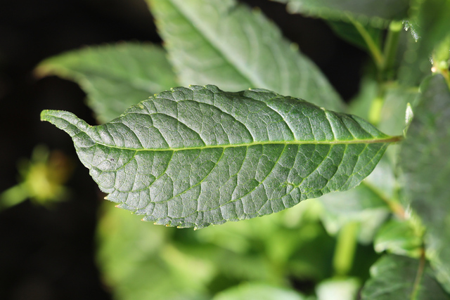 Chelone obliqua - leaves