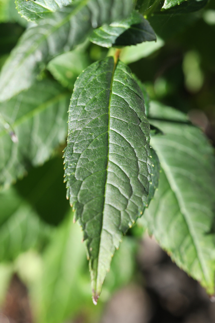 Chelone obliqua - leaves
