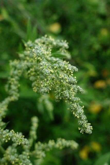 Chenopodium album