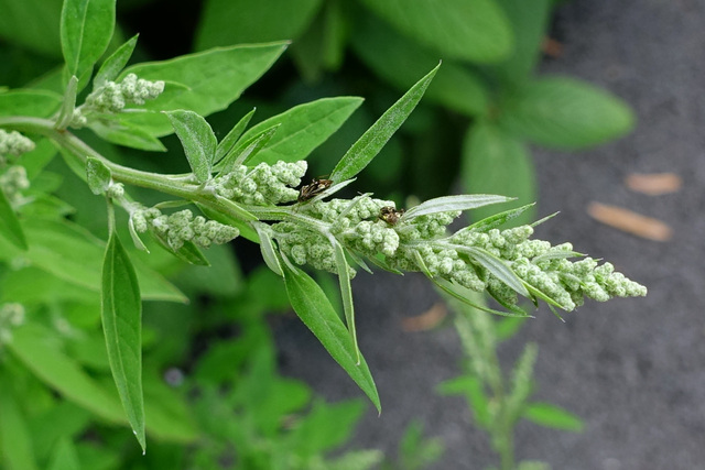 Chenopodium album