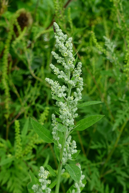 Chenopodium album