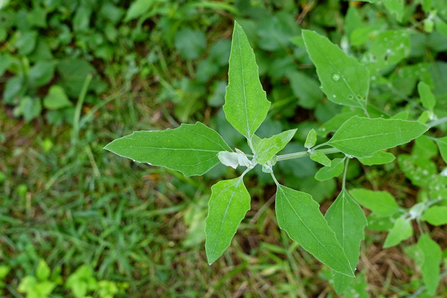 Chenopodium album - leaves
