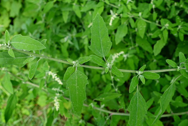 Chenopodium album - leaves