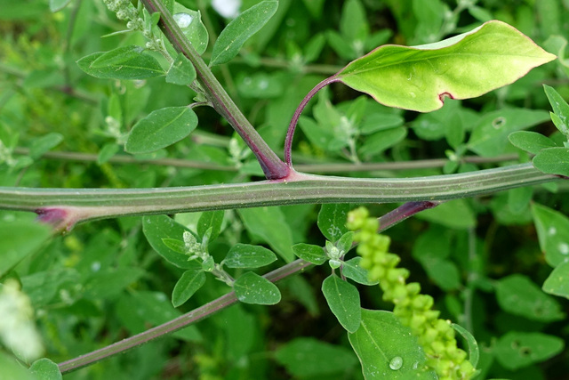 Chenopodium album - stem