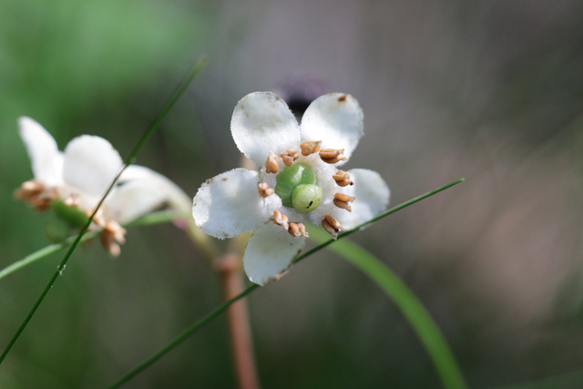 Chimaphila maculata
