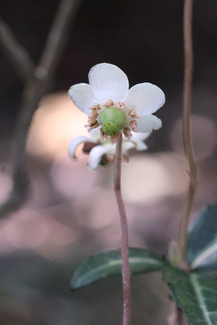 Chimaphila maculata