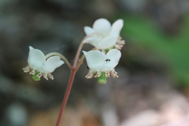 Chimaphila maculata