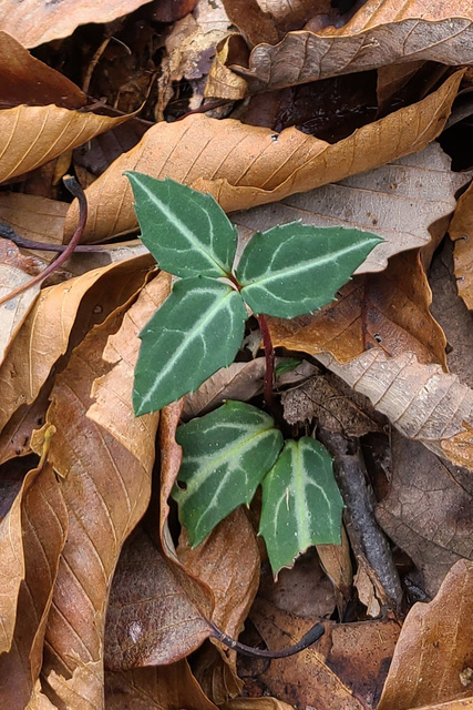 Chimaphila maculata - leaves