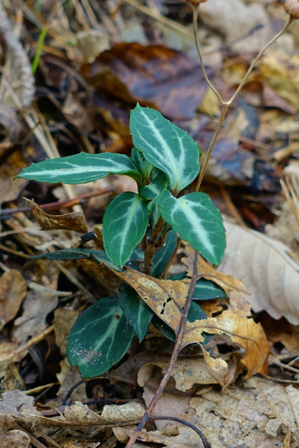 Chimaphila maculata - leaves
