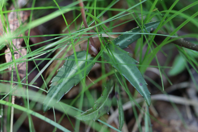 Chimaphila maculata - leaves