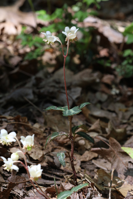 Chimaphila maculata - plant