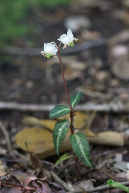 Chimaphila maculata - plant