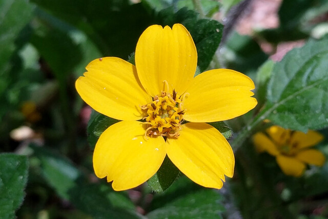 Chrysogonum virginianum