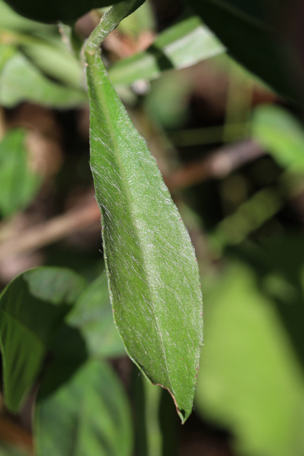 Chrysopsis mariana - leaves