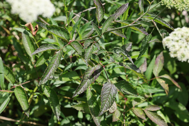 Cicuta maculata - leaves
