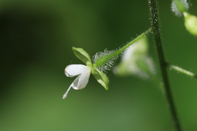 Circaea canadensis